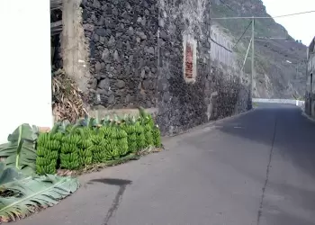 Platanos esperando la recogida