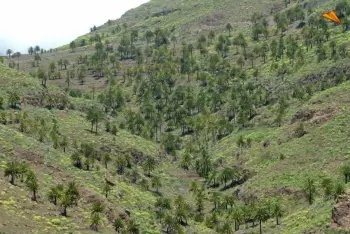 Palmeral en el sur de la isla