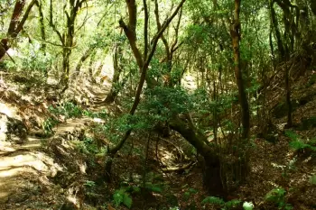 Laurisilva en Garajonay