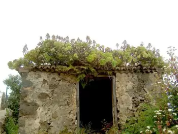 Lichenes en los troncos