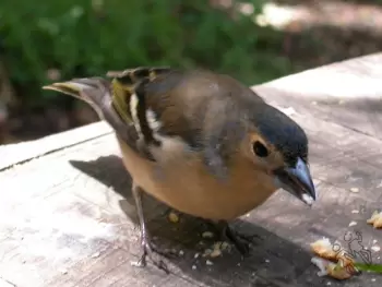 Rana arbor%uFFFDcola